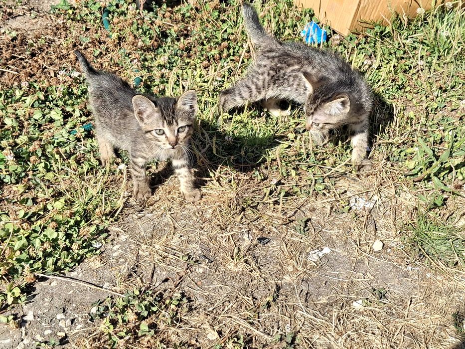 2 gatinhas para dar