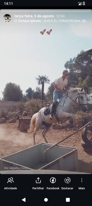 Cavalo manso , facil  ,experiente ,montado para qualquer cavaleiro