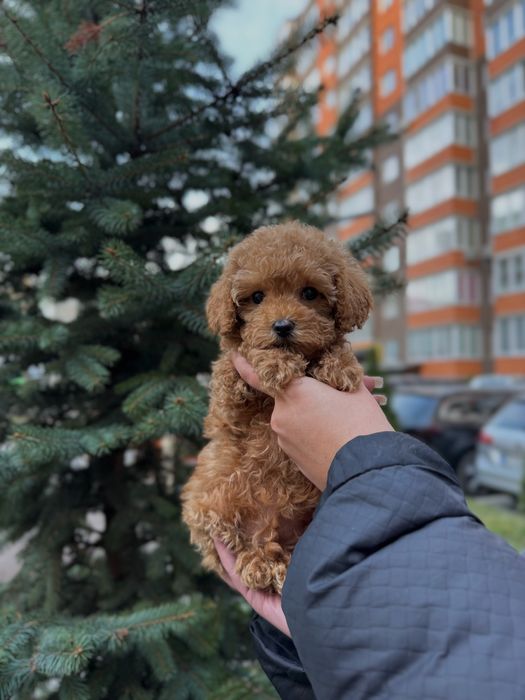 Неймовірні Мальтіпу Ф1/Ф2