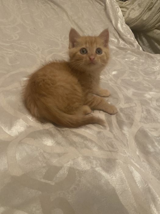 Спешите приобрести чудо