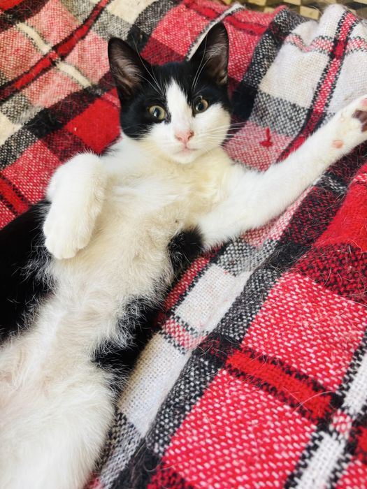 Кошенята (безкоштовно)