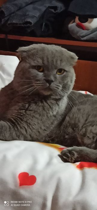 Шотланський Кіт для в'язки з стажом