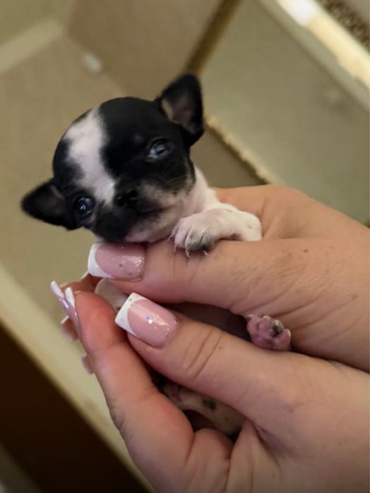 Mini Księżniczka