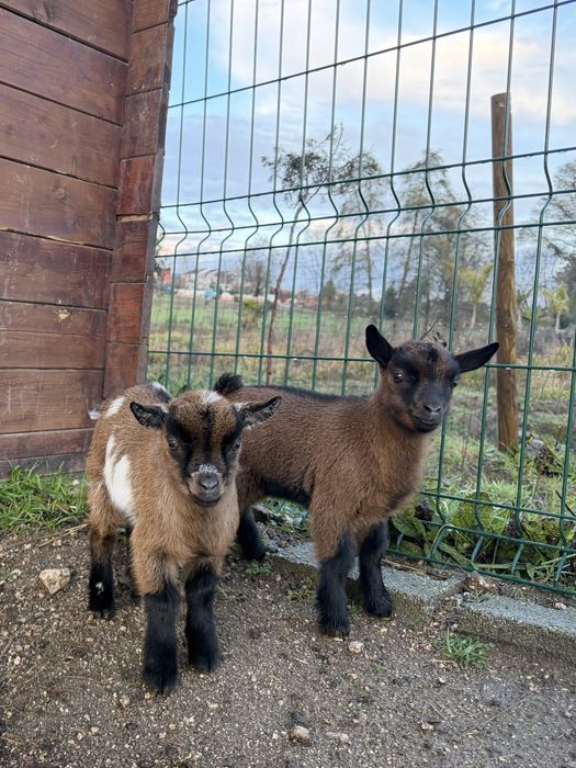 Cabrito Micro Premium