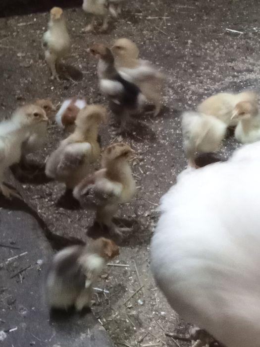Sprzedam kurczęta Brahma y