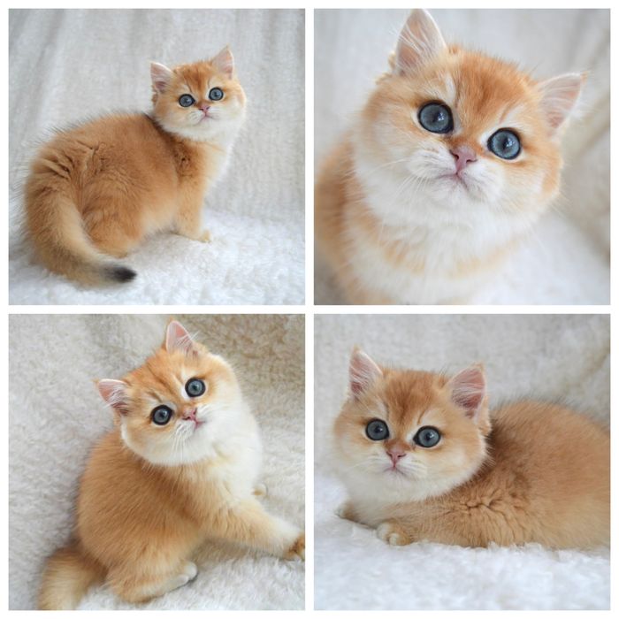 Британская золотая шиншилла котята/британска золота шиншила котята