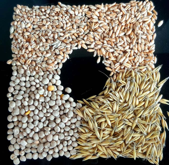 Pszenica, pszenżyto, owies