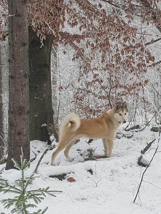 Західно Сибірська Лайка