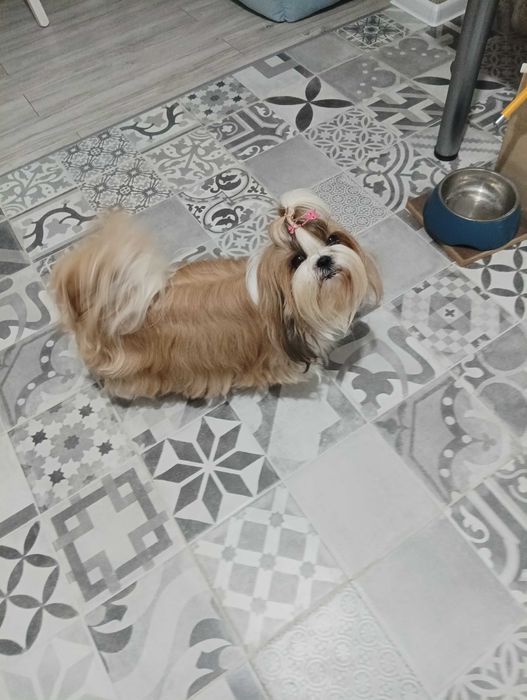 Piękny piesek shih tzu z wielopokoleniowym rodowodem