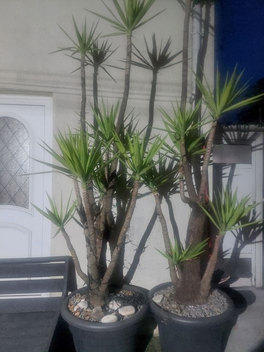 Planta para jardim..