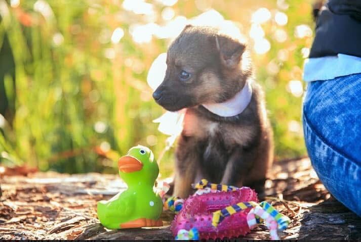 Цуценята безкоштовно