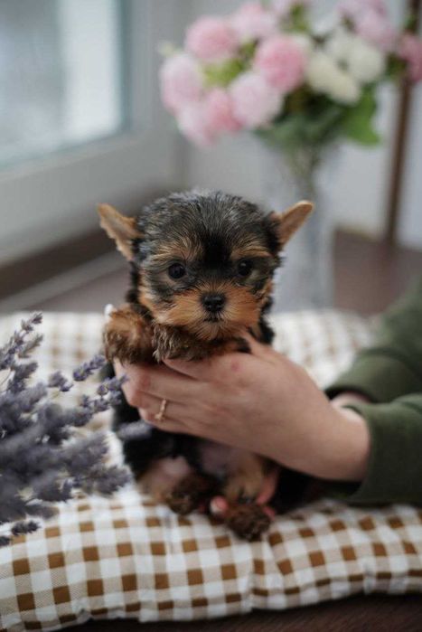 Маленькі, але горді – йорки, що стануть членами родини