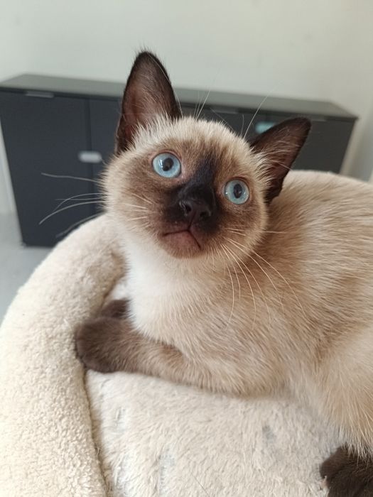 Gatinha para adoção em Viseu