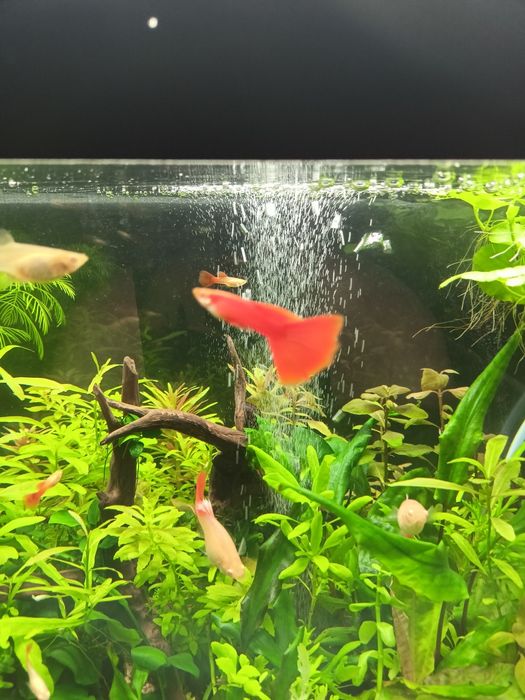 Gupik Full Red Albino (PARKA)