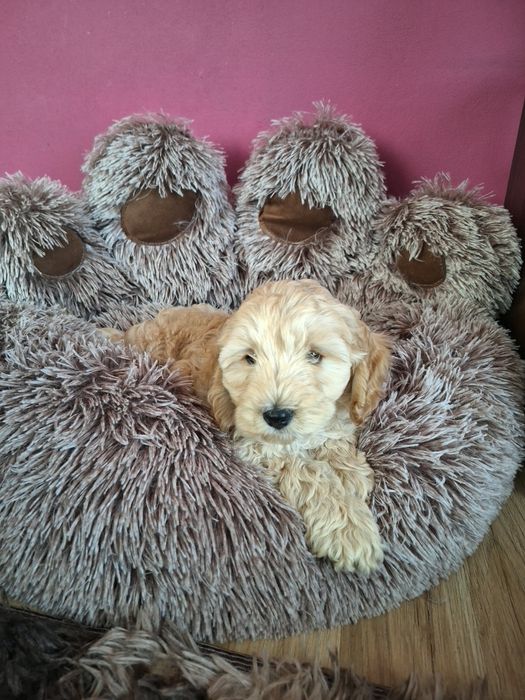 Szczeniak cockapoo