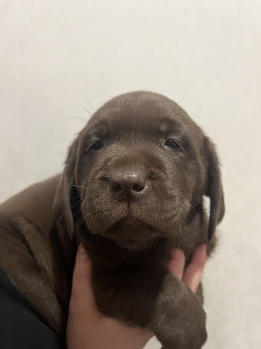 Лабрадор. Шоколадні. Цуценя