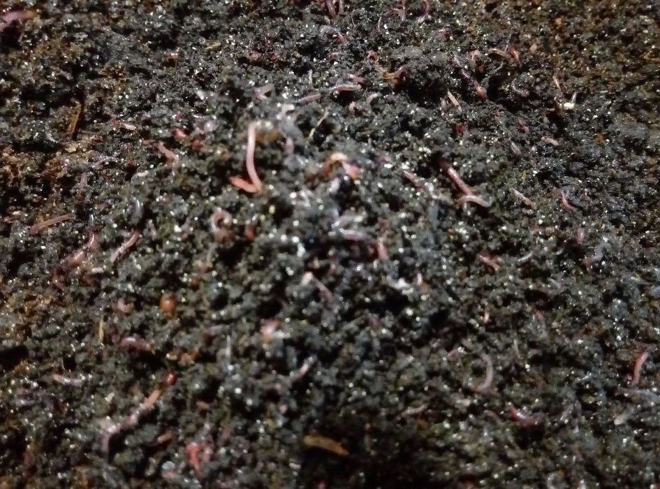 Кокони  мальок      або маточник Дендробена.