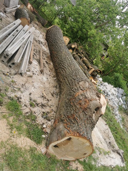 Kłoda dębowa duża