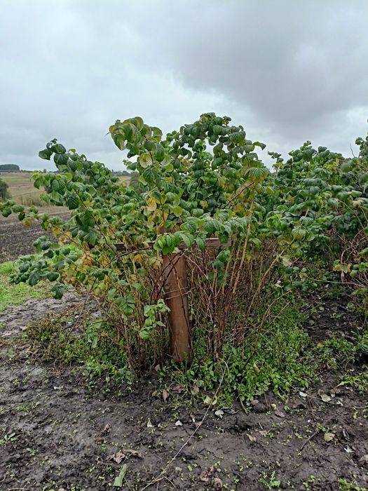 Nadwyżka Sadzonki malin letnich i jesiennych