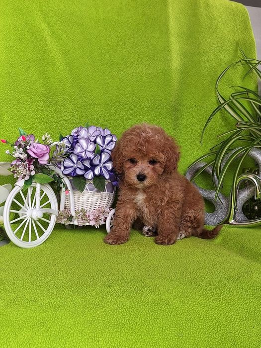 Pudel toy & maltipoo to piękny maltipoo z certyfikatem