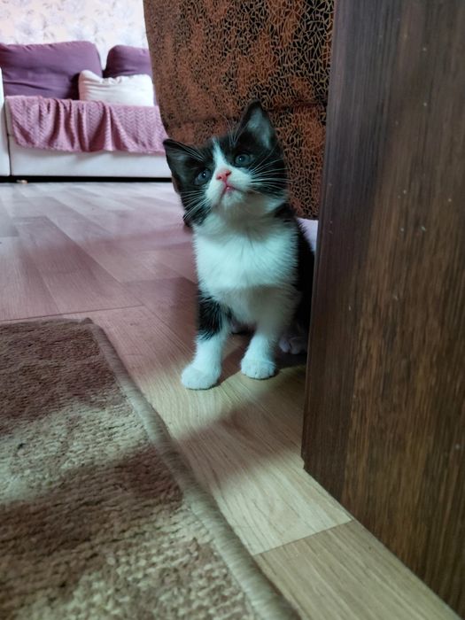 Віддам в добрі руки котеня