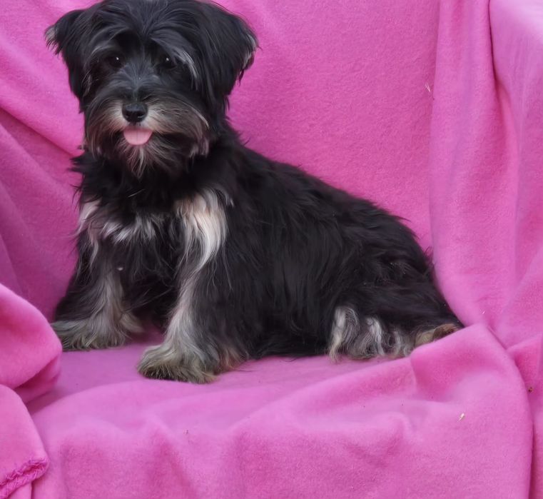 Piesek 7 miesięcy Yorkshire terrier