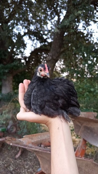 3 Galos Pekin  - 2 meses e meio