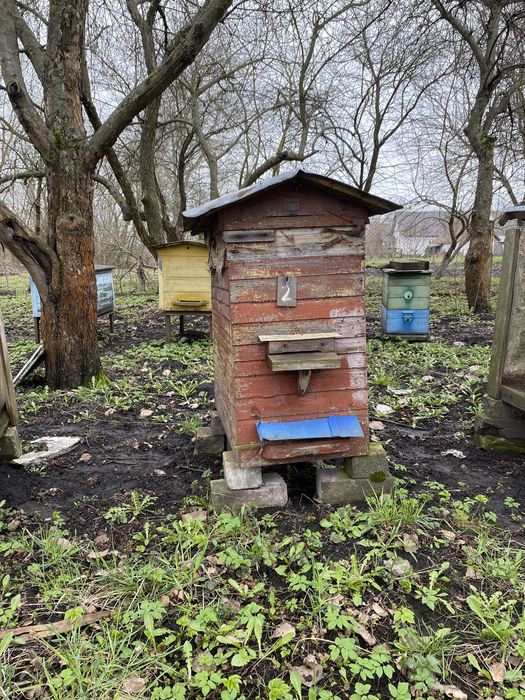 Продам бджоли. Бджолосім’ї