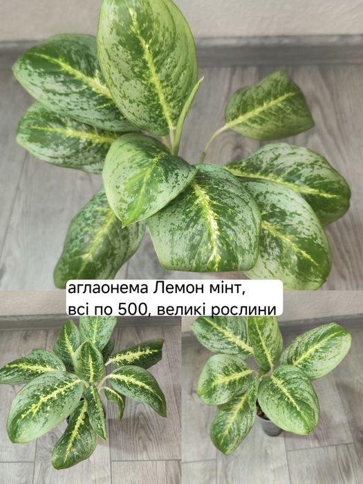 Філодендрон карамель марбл гелексі Індонезійський, фікус шріверіана муншайн, аглаонема лемон мінт, філ медуза/бурле маркс