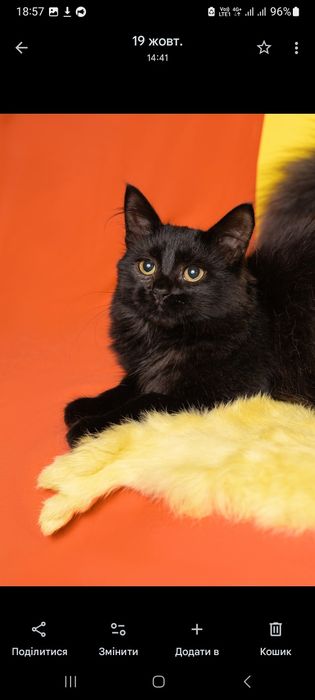 Шикарний котик,метис мейкуна