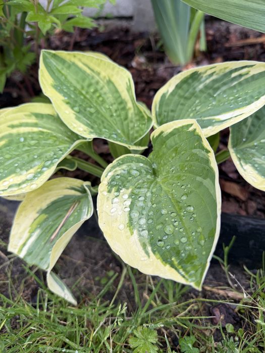 Hosta dwukolorowa duza sadzonka Funkia pakiet 10