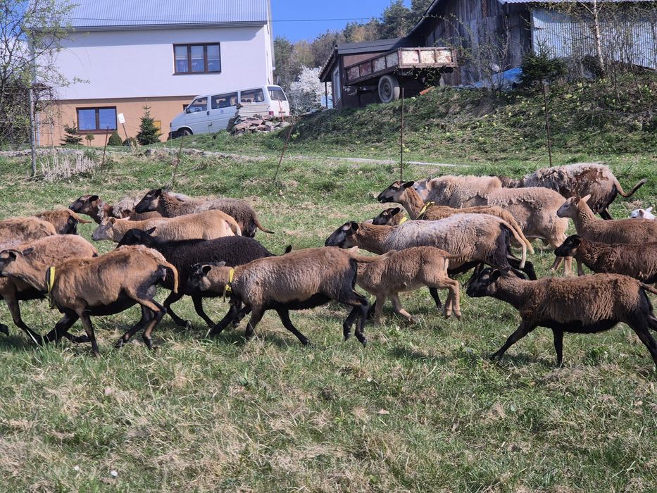 Owce, jagnięta - barbadosy, nolany