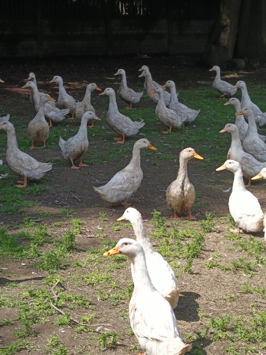 Sprzedam tuszki gęsi kaczek już brak