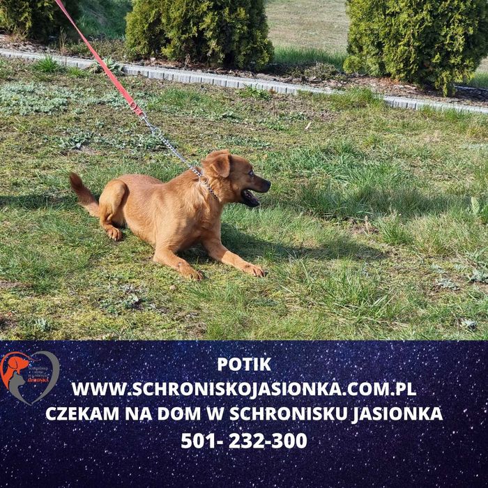 Potik do adopcji – Schronisko Jasionka