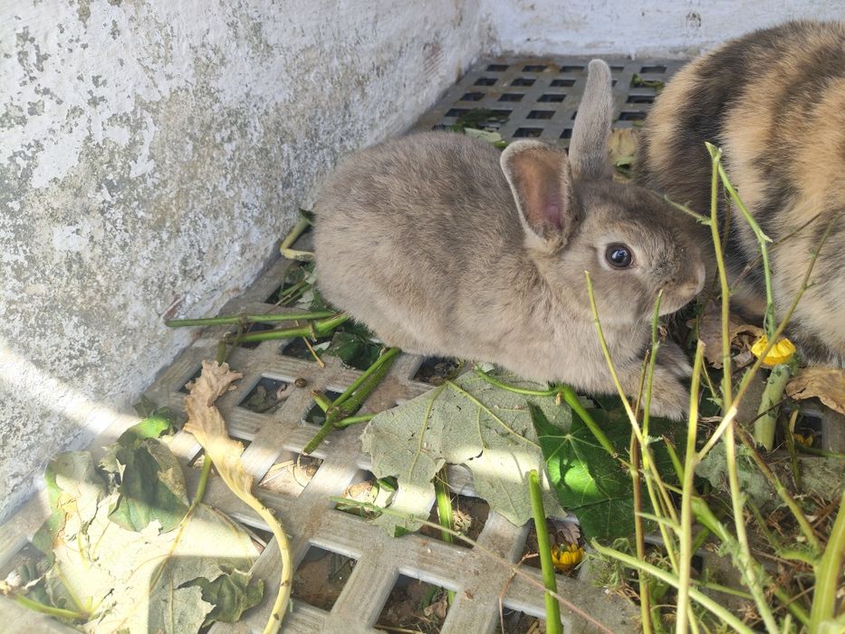 Coelhos para criação