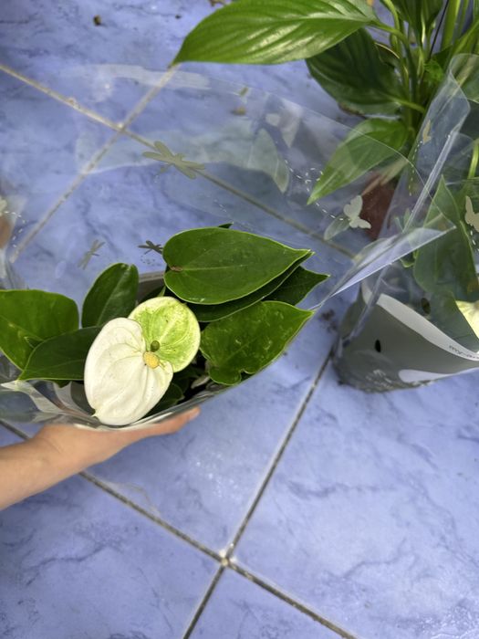 Антуріуми кімнатні квіти