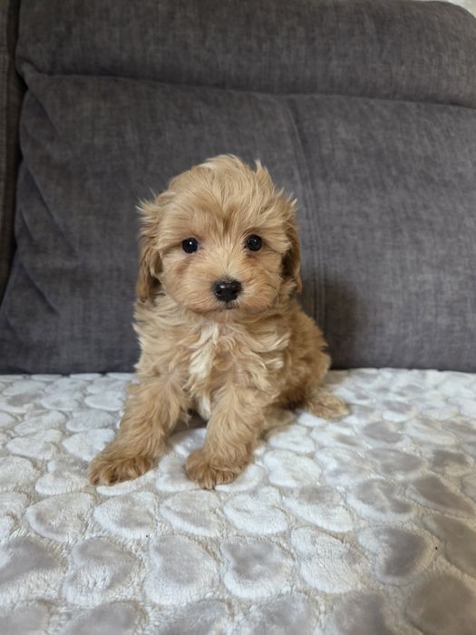 Maltipoo piesek suczka szczeniak