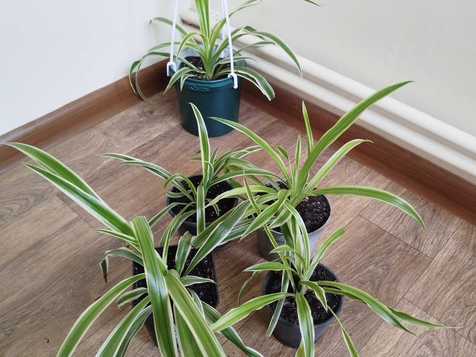 Продаю домашні кімнатні квіти