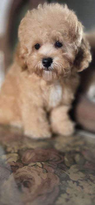 Maltipoo/ chłopczyk