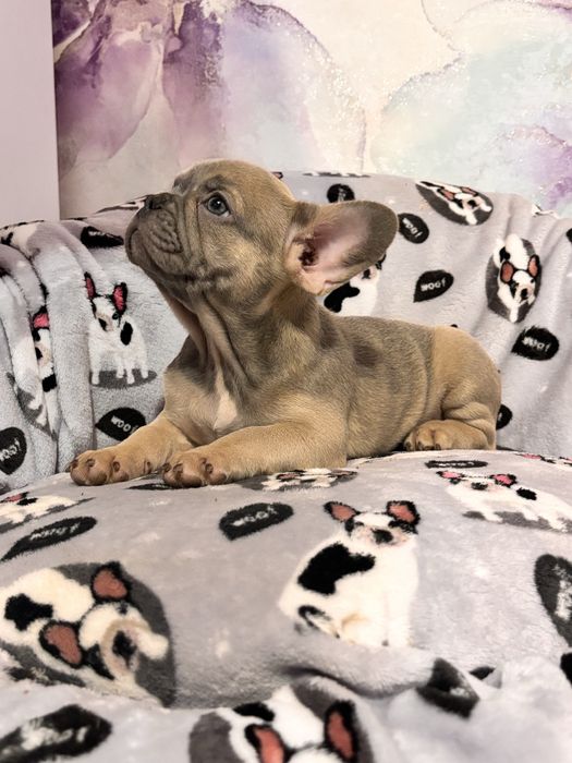 Дівчинка французький бульдог