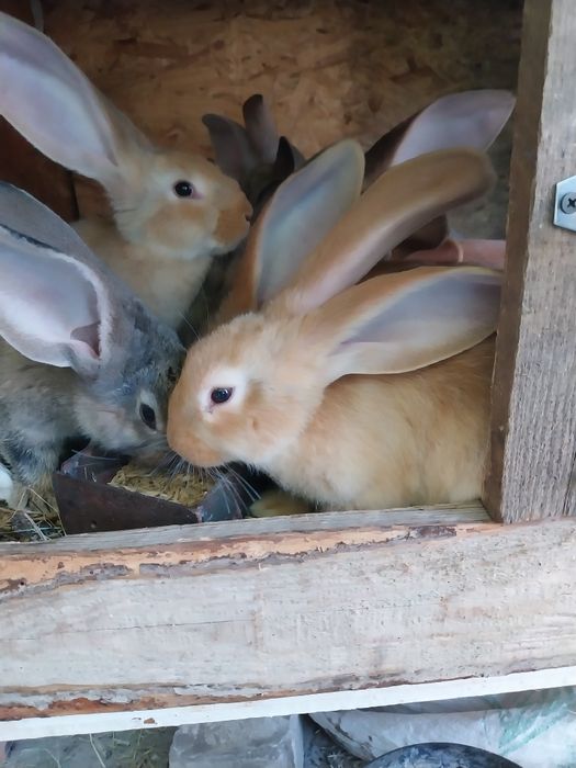 Sprzedam młode króliki