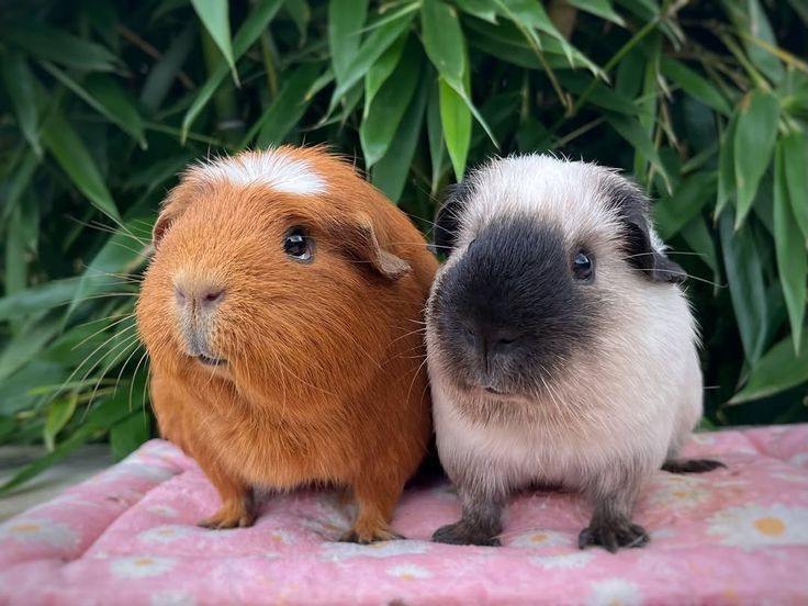 Малиші морських свинок. Є різні породи