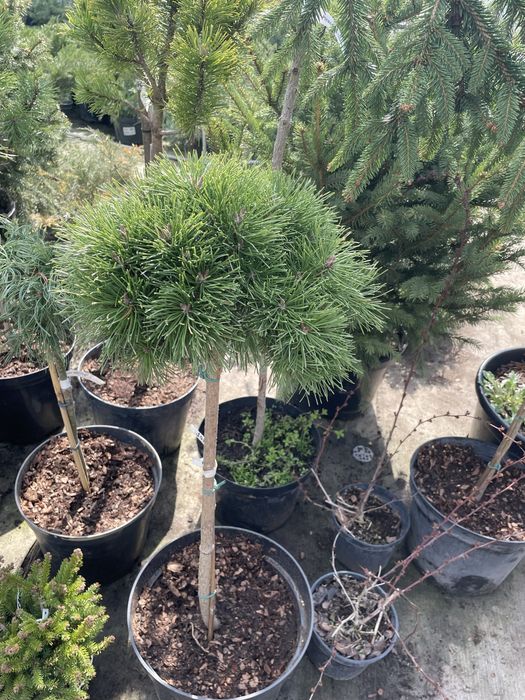 Сосни,ялини,ялівці