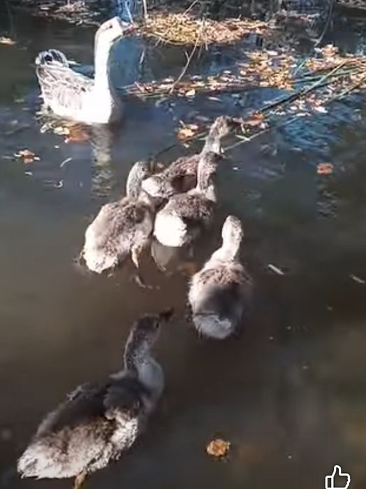 Гуска і гусенята