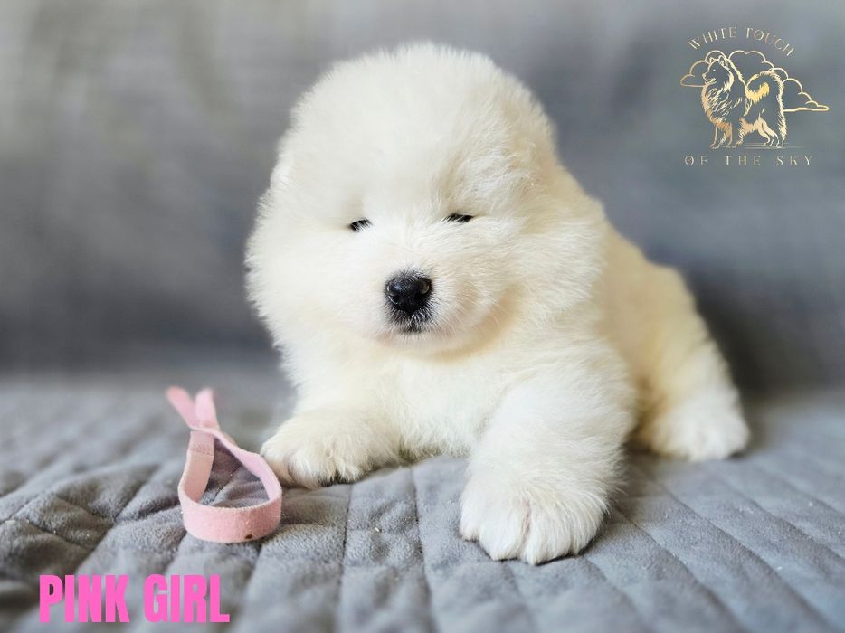 Samoyed szczeniak - odbiór listopad