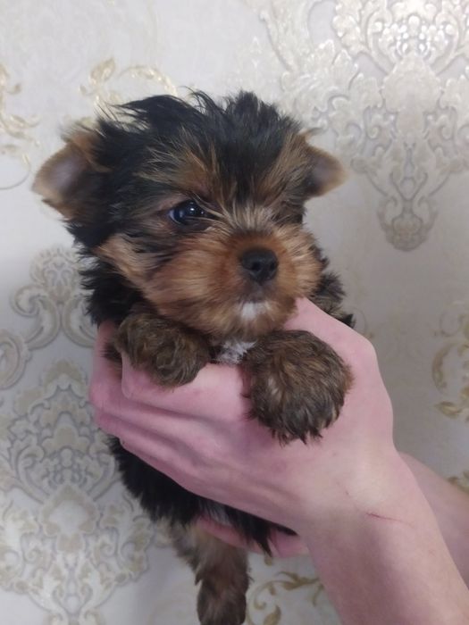 Шикарный мальчик йорк!