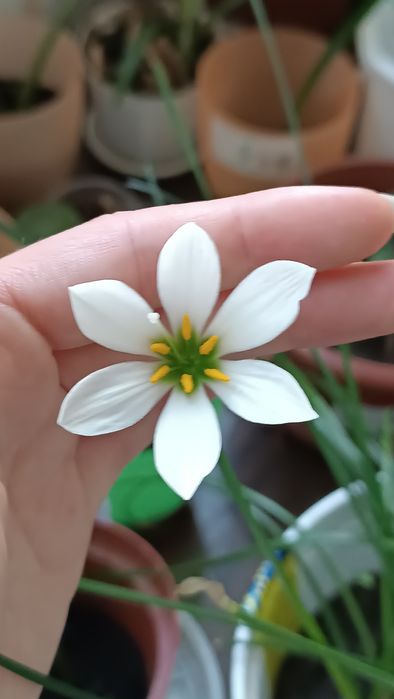 Вазон зефірантеса