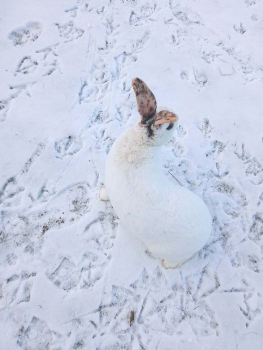 Sprzedam samca rex trójbarwny