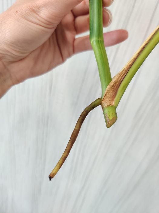 Corte fresco de monstera aurea