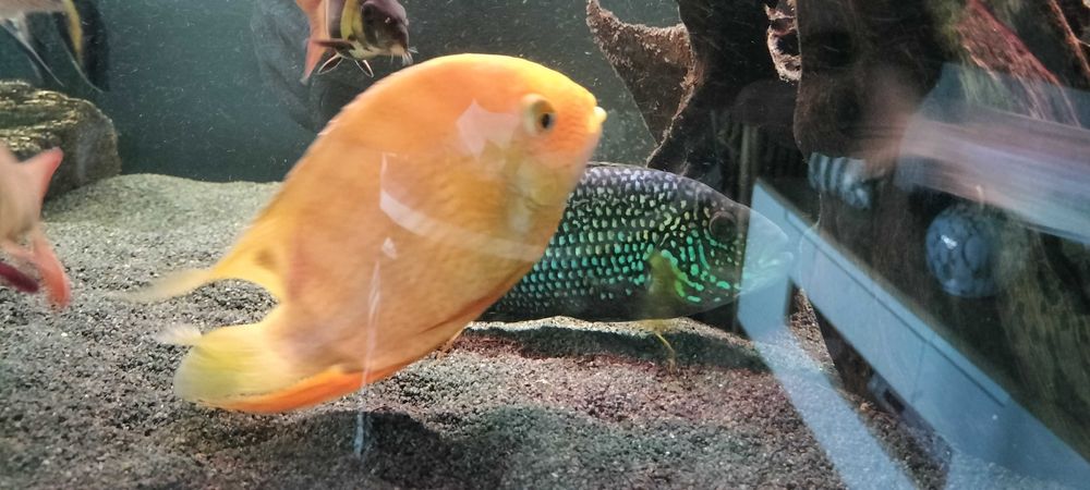 Pielęgnica Severum gold
